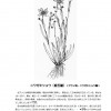 今月(2019.6)のひと枝 ニワゼキショウ 今月(2019.6)のひと枝 ニワゼキショウ