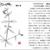 もりの手紙2021年9月号-7_ひと枝