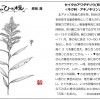 もりの手紙2021年11月号-ひと枝