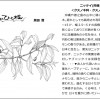 ひと枝12月