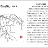 ひと枝　