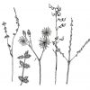 hittsukimushi
