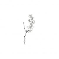 今月のひと枝 フユザクラ(冬桜) フユザクラ